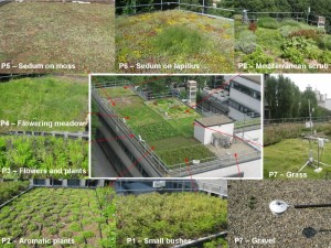 Green roof_web